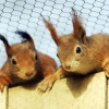 Two bundles of joy for Red Squirrels at Mayfields